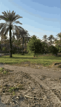 المدائن الجعارة • ١٦٠٠م • طابو سند ٢٥