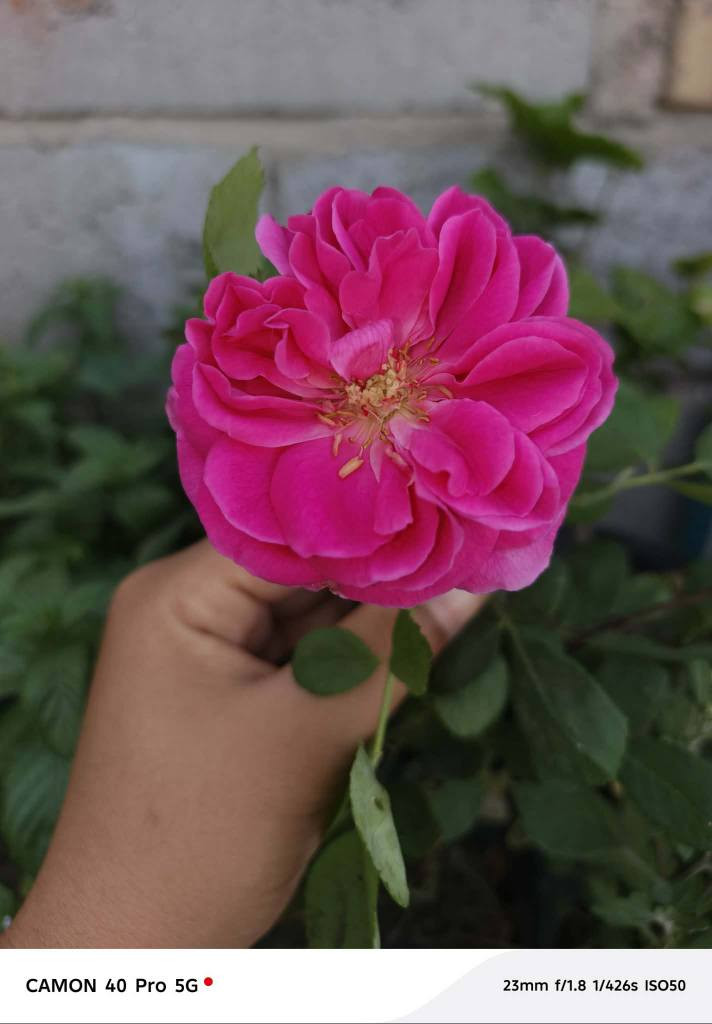 توفرت اكاسيا لاله عباس نعناع داودي جوري اشجار رمان💯
متوفر توصيل داخل الديوانيه 🌱🌱🌼 ديوانية, القادسية


**إذا كنت صاحب هذا الإعلان وتريد حذفه لأي سبب، رجاءا أرسل رسالة إلى الدعم الفني**