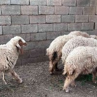 طليان للبيع • خرفان • أغنام • ذبائح • حيوانات للبيع • طليان عراقية