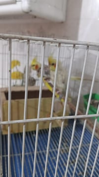 زوج كوكتيل • مع قفص