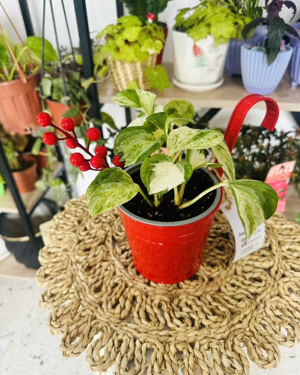 اختر لونك المفضل  ب٥٠٠٠ بس 💛❤️🩵💚🤍
النبات مع السندان  كامل 
سارعو  بالحجز القطع محدودة  🏃
🚚 توصيل فقط 
والتوصيل مجاني للكندي

#Jouriyyah_plants #نباتات #موصل #ديكور #زراعية #استشارات #هدايا #فايتر #سمك #احواض


**إذا كنت صاحب هذا الإعلان وتريد حذفه لأي سبب، رجاءا أرسل رسالة إلى الدعم الفني**