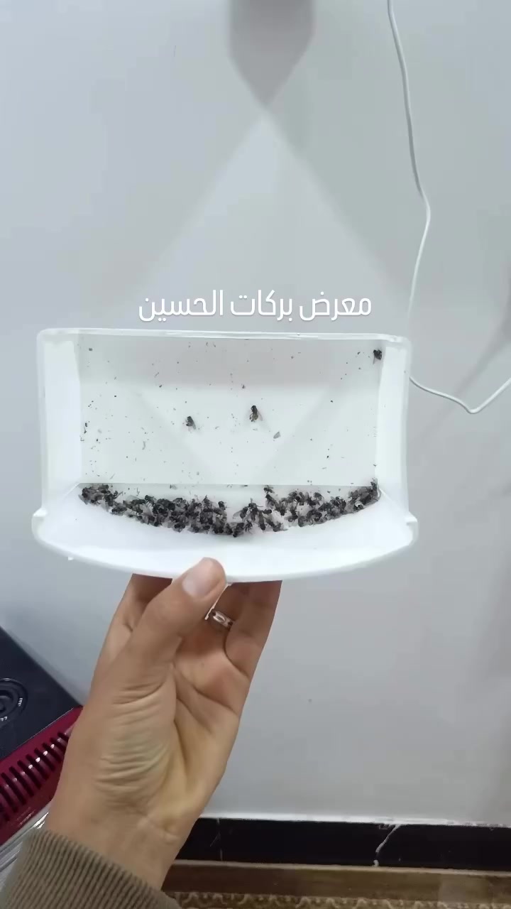 قاتل حشرات من ماركة الصياد الاصلية 
بسعر 35الف فقط

لتوصيل متوفر🚚
للاتصال والاستفسار 📞
‎ وتساب ***********2
***********
***********

العنوان النجف الاشرف -حي النداء-شارع المجمعات مقابل قرية الغدير 2#قهوة #ايموجي_شارع_الروان #قهوة #نجف_اشرف #بغداديات
