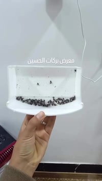 قاتل حشرات • الصياد الاصلية • النجف الاشرف