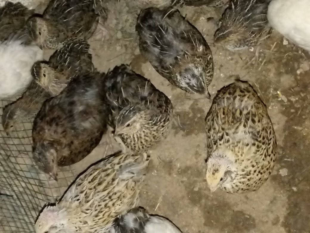 السلام عليكم 
سمان للبيع 
الكبار الزوج ب5 
والوسط الزوج 3500


**إذا كنت صاحب هذا الإعلان وتريد حذفه لأي سبب، رجاءا أرسل رسالة إلى الدعم الفني**