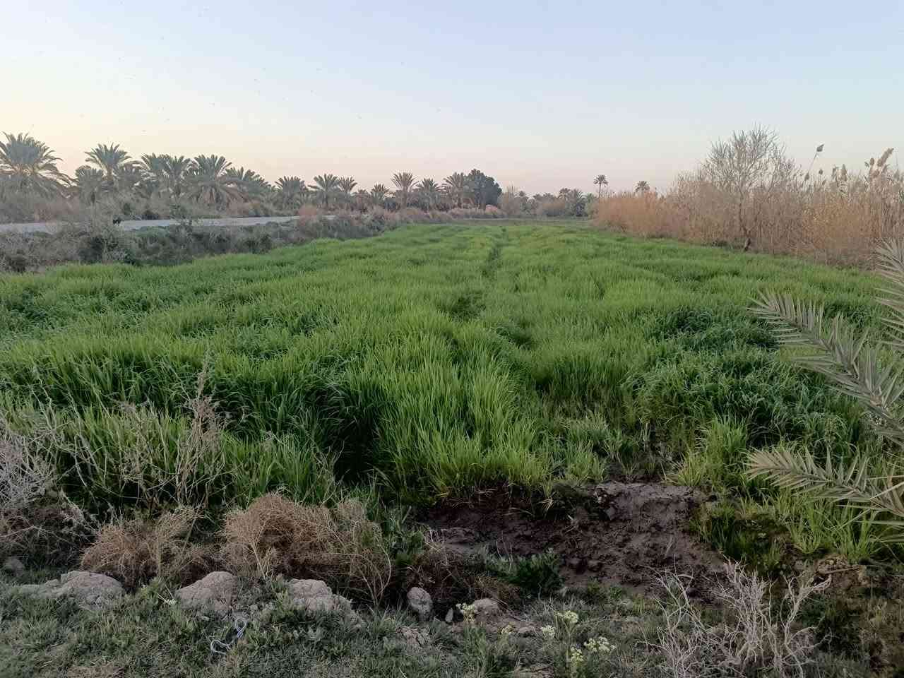 سلام عليكم دونم برسيم زرع للبيع الاتصال ع رقم ***********
