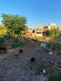 دجاج تركي • بياضات • خانقين