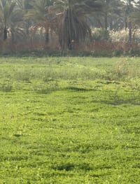 (الاًرض البيع 4دونم في بغداد الراشدية تبعد عن شارع عام 2كيلو جميع خدما...