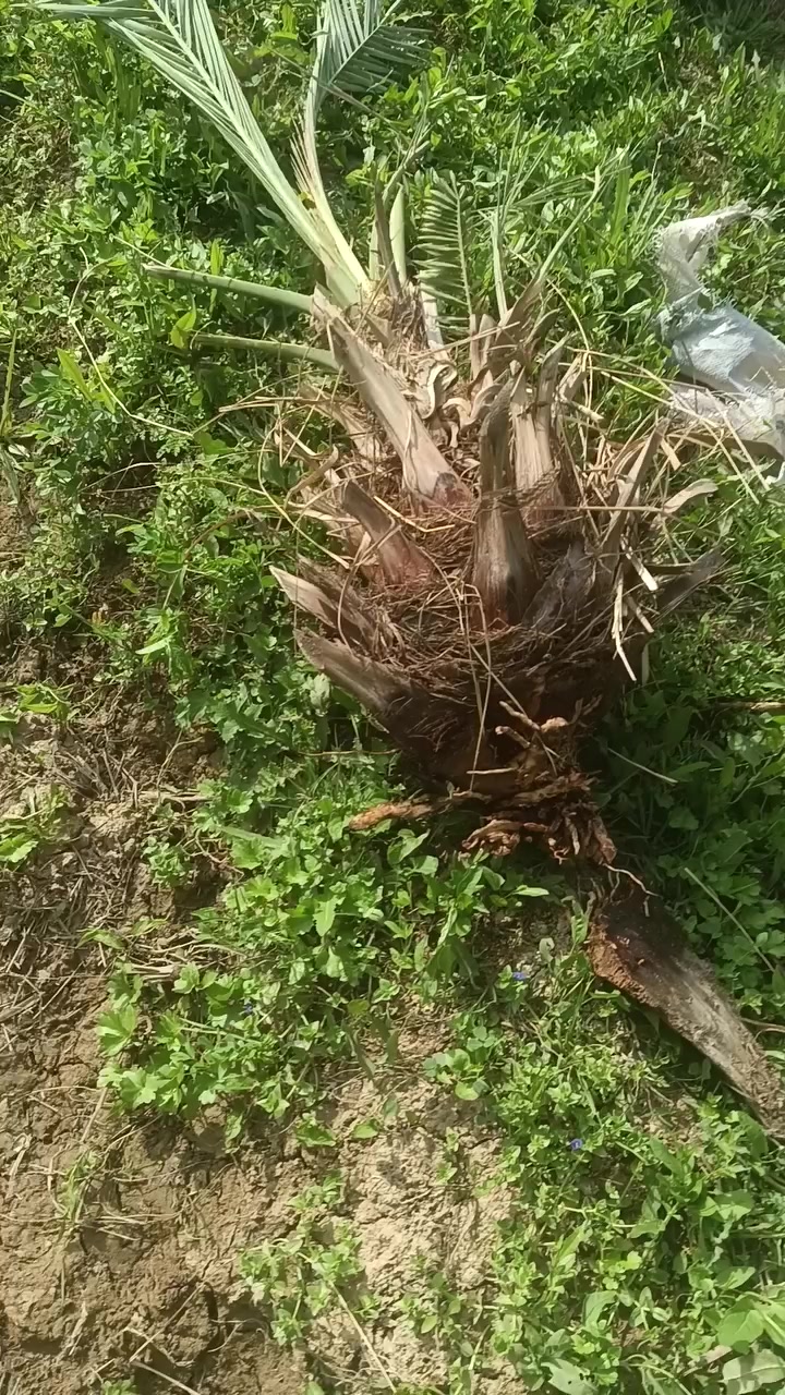 فسائل نخيل شويثي  درجه اولئ سعر الفسيله 7الالف مكان النصر قريه خفاجه ***********
