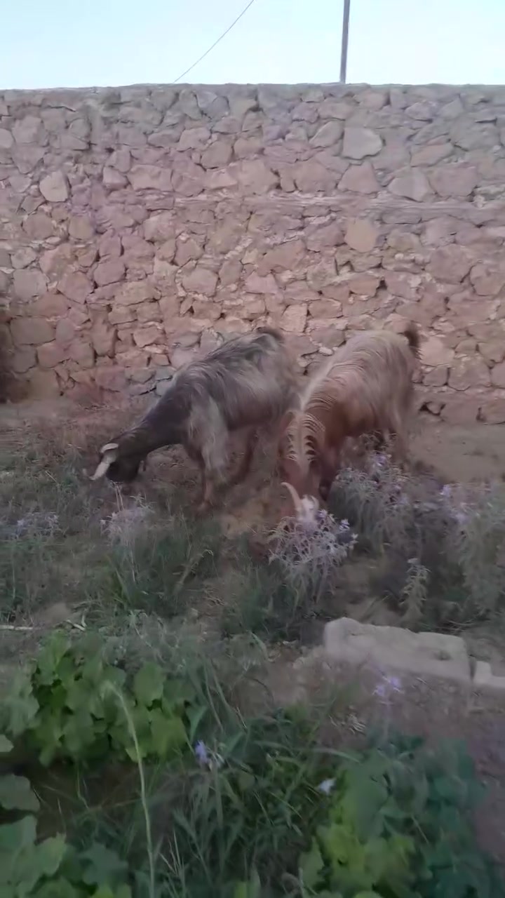 متاح معز مال جنيه محنيات على حض راعيها سن وشطر نصاح سعر زوج540 المكان حصى 0782906318


**إذا كنت صاحب هذا الإعلان وتريد حذفه لأي سبب، رجاءا أرسل رسالة إلى الدعم الفني**