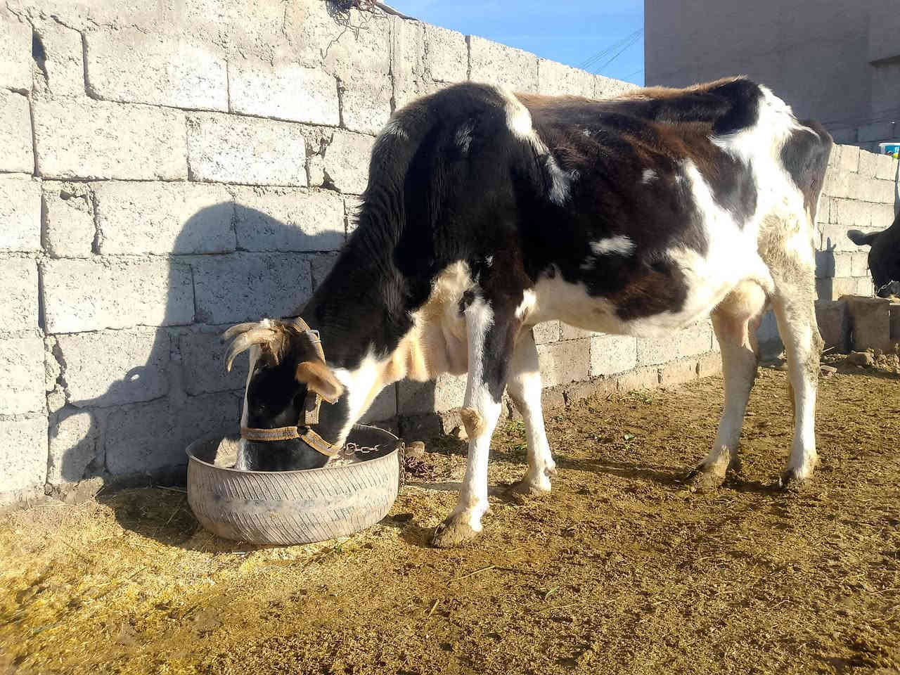 السلام عليكم عندي بقره لجبه عله كل عيب وعشره 4 اشهر شرط فحص بيطري والده اربع ابدطون وحليب خير من الله مليون 425 وبيه مجال المكان الشرقاط اسديره. اتصل ***********
