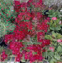 شتلات • مشتل ابوبكر • أبو رندة