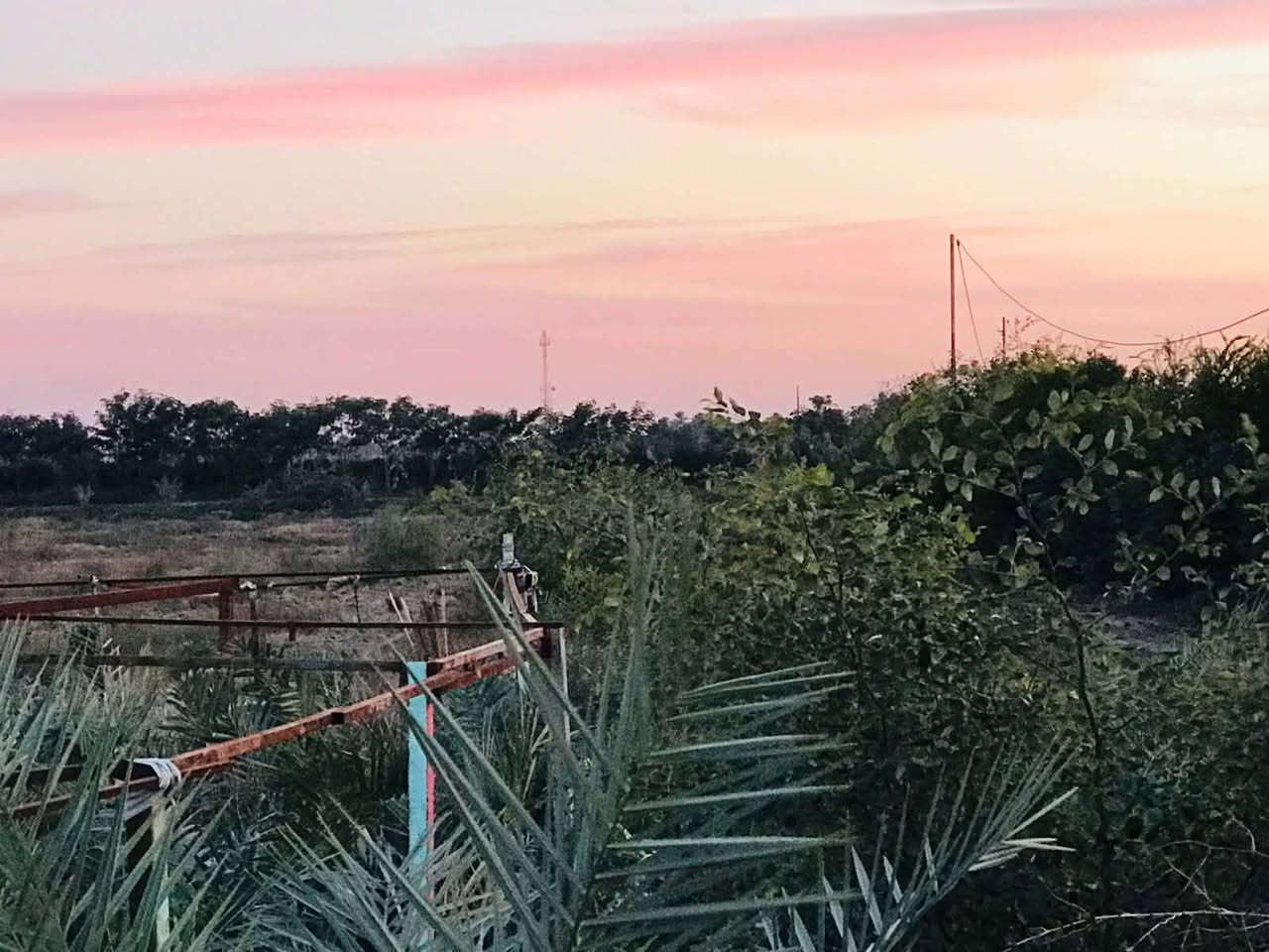 ارض زراعيه للبيع
المساحه ٦٠ دونم طابو زراعي سند٢٥
متوفر جميع الخدمات 
كهرباء وماي اساله وماء شط 
بيه ألف وميتين نخله بنواعه 
بيه ٧٠٠ نخله مكتوم وبرحي

أربع ألف شجره تين
سياج بي اراسي وشجر فكس وأكاسيا 
بيه بيت صغير مع ٢ كرفانات
مولده جديده ومجمع صحي
اسطبل مال خيل
المكان الدغاره سدر الدغاره علشط الريئسي
تنباع كله سوه سعر الدونم ٢٤ مليون
للاستفسار ***********
