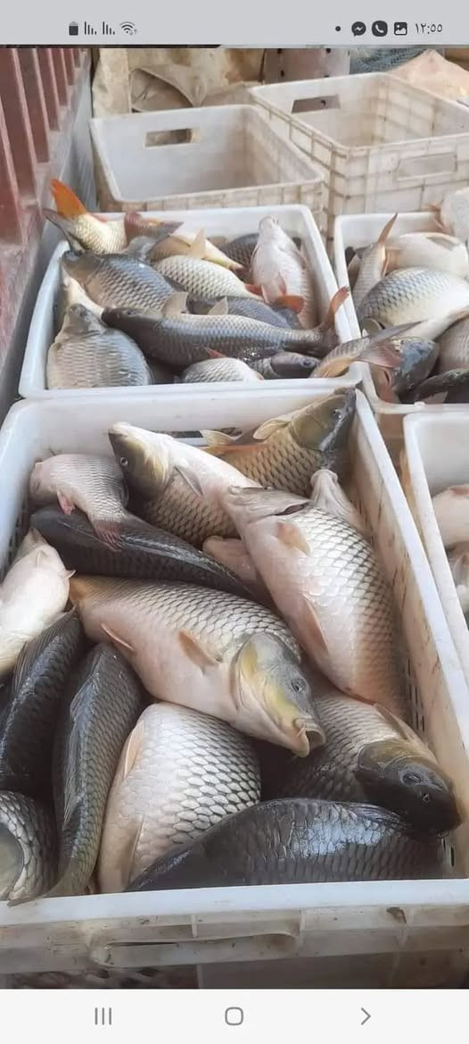 محبين السمج توفر كاريبي فريش شرط توصلك تلبط

كيلو 5500 متوفر توصيل سريع


**إذا كنت صاحب هذا الإعلان وتريد حذفه لأي سبب، رجاءا أرسل رسالة إلى الدعم الفني**