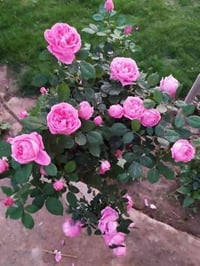 ورد جوري سلطاني • متر أو أكثر • توصيل النجف الاشرف