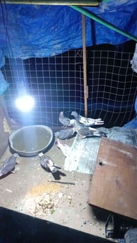 طيور • تلول ناصر