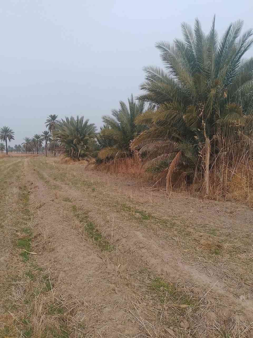 سلام عليكم رض للبيع سند 25 لمكان بابل الشوملي تبعد عن ناحيه الشوملي 5 كلو قربه على جسر شوملي دغاره منطقة لضلميه ماء متوفر شتاء وصيف لأرض صالحه 100٪100.    راح احط رقمي شراي بي خير أو يدلل /***********/
