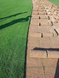 يوجد لدينا ثيل هندي درجة اولى 🪴🪴 موبايل واتساب 07768494934