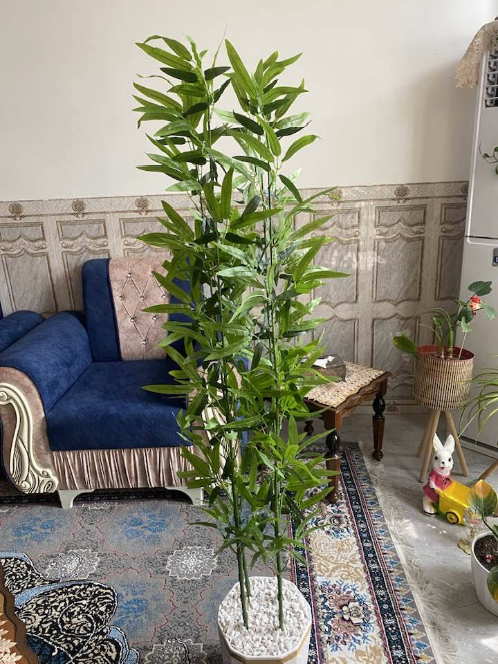 اشجار البامبو الحجم الكبير يتوفر خدمه توصيل 🚚


**إذا كنت صاحب هذا الإعلان وتريد حذفه لأي سبب، رجاءا أرسل رسالة إلى الدعم الفني**