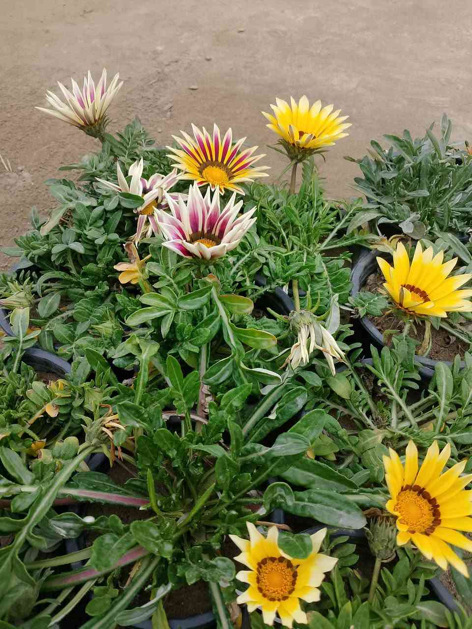 (بسم الله))
((مشتل الأنوار))🌻🌷🌵
يعلن مشتل الأنوار عن توفير كافة النباتات الزينه والنباتات الداخلية والحمضيات داخل المشتل وبأسعار تنافسيه 🔥🔥
زورونأ في العنوان الدائم🔥🔥
العنوان الصويره الشارع العام  مجاور مجمع أبو زهراء للسيراميك 🔥🔥 
للتفاصيل اكثر داخل الصور 
ويوجود خدمه توصيل  🚛 🚚 🚗


**إذا كنت صاحب هذا الإعلان وتريد حذفه لأي سبب، رجاءا أرسل رسالة إلى الدعم الفني**