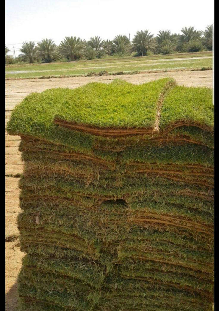 اللهم صلي على محمد وآل محمد يوجد لدي جميع انواع الشتلات بسعر جمله الأسعار مناسبه العنوان الحمزه الشرقي بشبلاويات يم معمل السكر عمود 272 متواجدين من ل7صباحا له 6لعصر ***********
