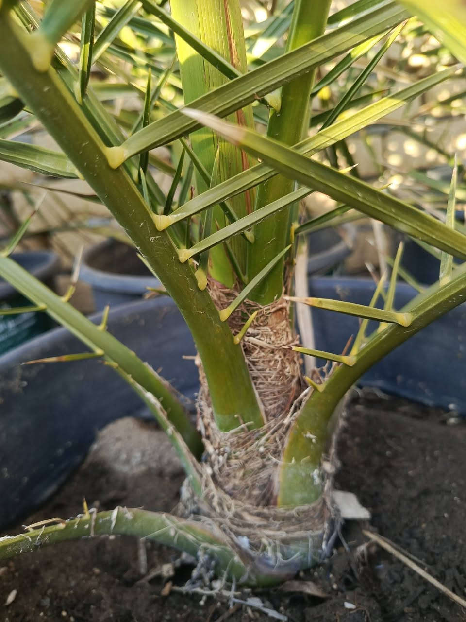 برحي نسيجي مختبر فرنسي عمر 3 سنوات مع ضمان الصنف السماوة السعر 200الف 
***********
