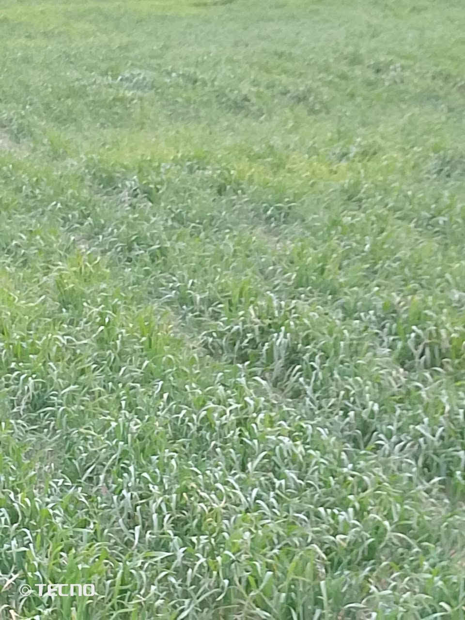 مزرعة للبيع 45دونم بيه.بصل300 طماطه.صيفيه مزروعه بيه حنطه15دونم بيه بيوت ثنين حديد نيلون  بيه مولده كهرباء بياره ثنين.جاهزه سعر. 40.بيه مجال لطيبين ***********..***********
