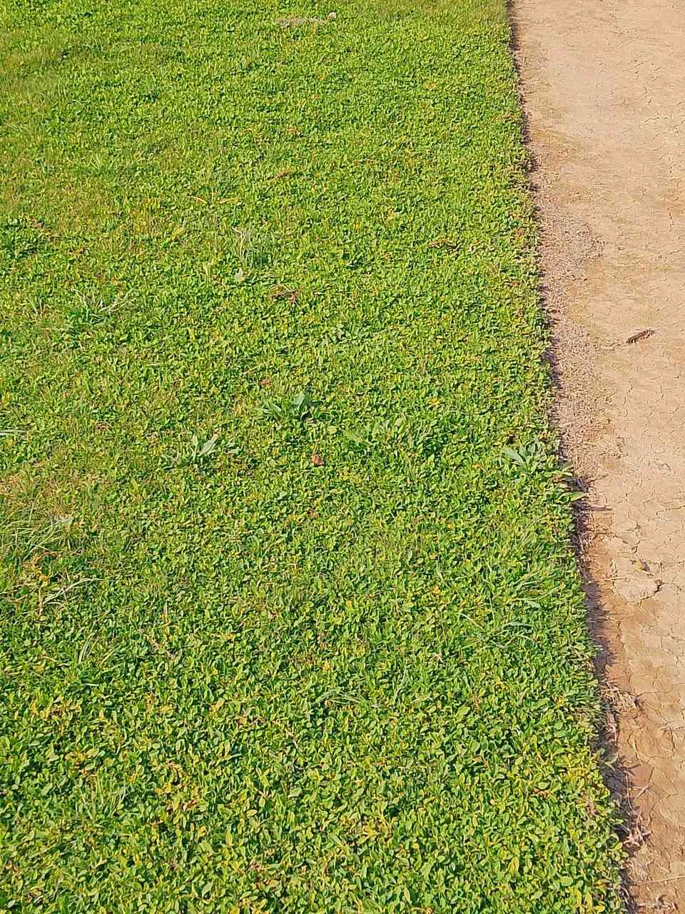 سلام عليكم ورحمه الله وبركاته+موجود انواع ثيل طبيعي وخدمه توصيل جميع محافظات وشتردون  وسعار مناسبه وتدللون تصل وتدلل+***********
