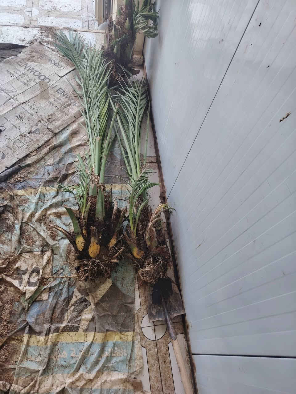 السلام عليكم عندي 10فسلان برحي حر وشرط الضمان وكل وحده بيهاا  3فسلان او4 صغار مكاني قضاء الخالص الاتصال ***********
