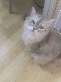 قطة • للبيع