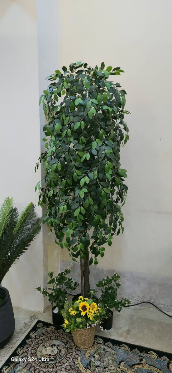 السلام عليكم محل لبيع الورد والاشجار الصناعيه مشابهه الطبيعي كوت الكفاءات شارع  رقم الهاتف ***********
