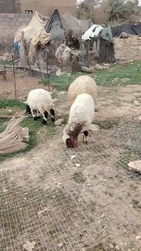 نعجة • قضاء عنه الريحانه • توصيل مجاني