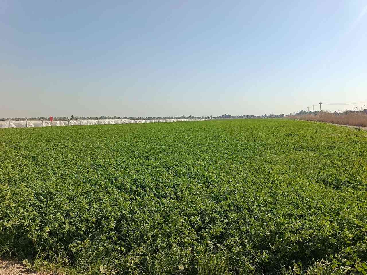 يوجد برسيم للضمان 11 دونم منطقة دليمي
للاستفسار ***********
