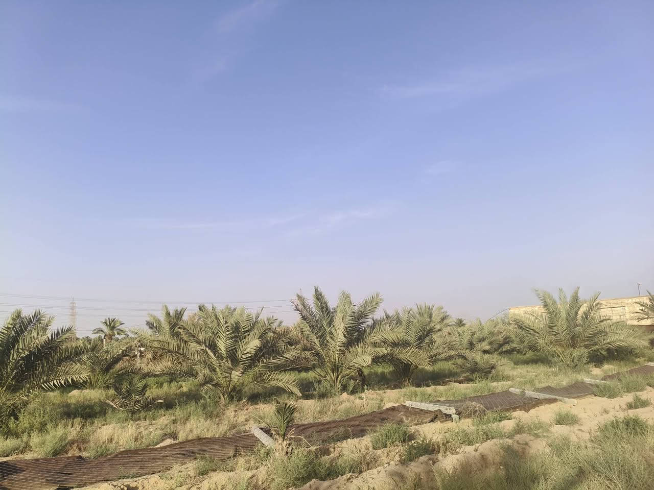 سلام عليكم مزرعه المساحه نصف دونم عقد زراعي تحتوي على 50نخله متنوعه وتحتوي على ماطور وبئر  المكان  صخير تبعد عن الشارع العام 700م قرب جسر المشات الاستفسار على الرقم ***********
