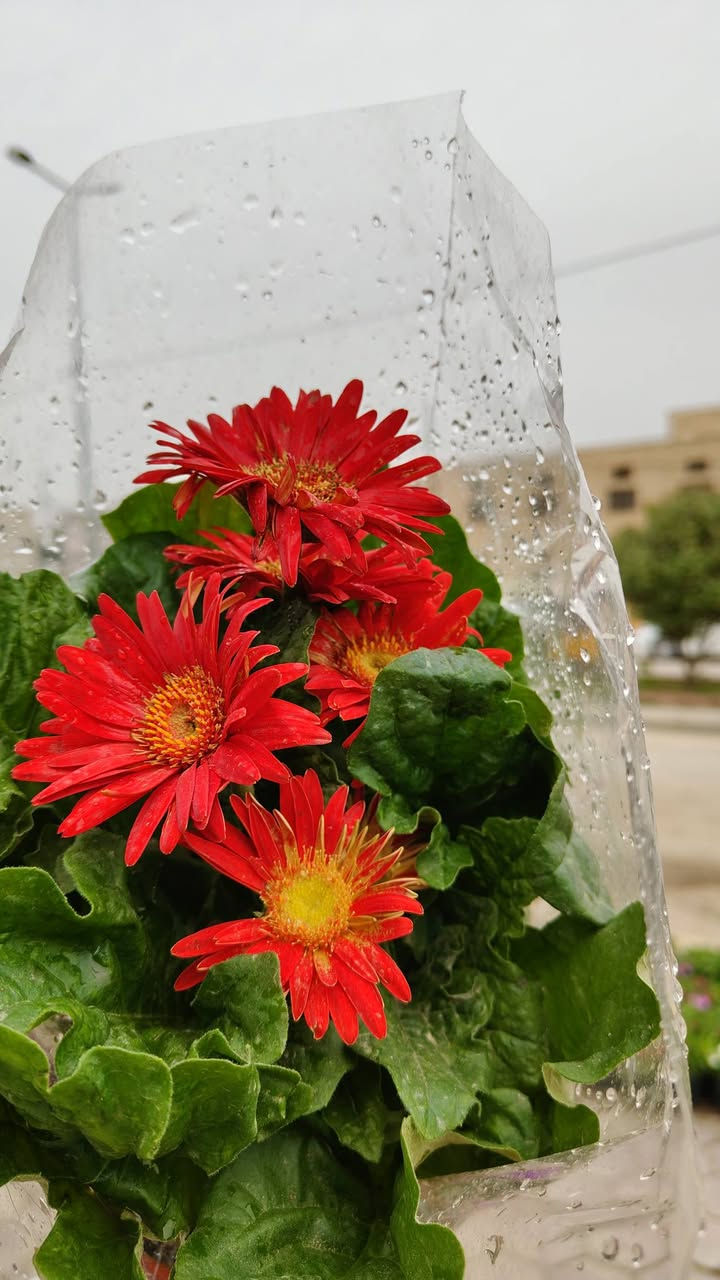 يفتح المشتل طيله ايام الاسبوع من الساعه 8:00 صباحا والى الساعه 10:00 ليلآ
#مشتل_زهور_واسط العنوان كوت فلكه الحاوي شارع مجمع دمشق الطبي مقابل ابتدائية الكوت للتعليم الأساسي #يوجد_توصيل_داخل_الكوت
*********** لطلب والاستفسار واتساب  او مراسله الصفحه الشخصيه بلال الواسطي🌹😊
