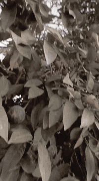 طابوق بأسعار تنافسية ومناسبة للجميع وحسب الطلب للأستفسار ***********
