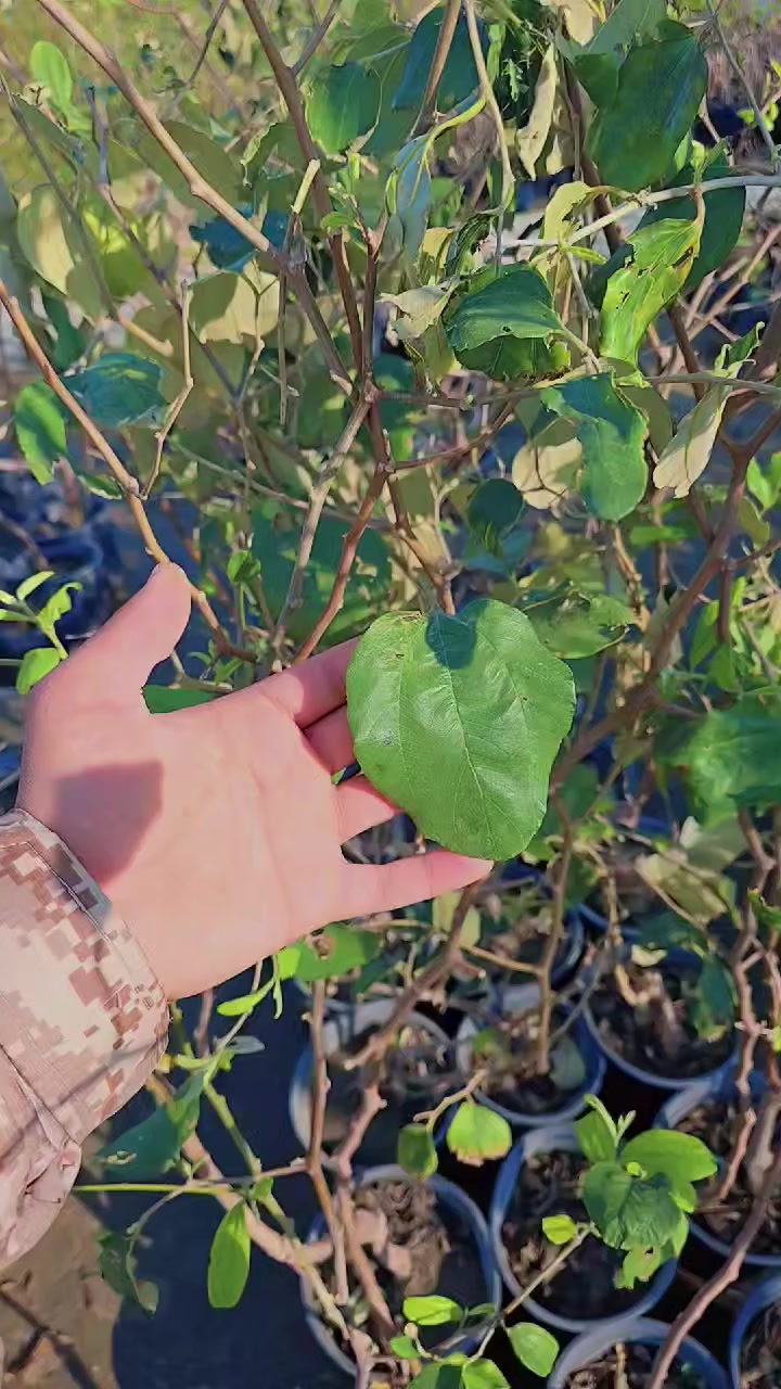 توفر ٣ اصناف سدر مطعم 🌿

١. تفاحي بصراوي
٢.تفاحي تايلندي جانبو 
٣.سدر زيتوني 
٤.سدر عرموطي


**إذا كنت صاحب هذا الإعلان وتريد حذفه لأي سبب، رجاءا أرسل رسالة إلى الدعم الفني**