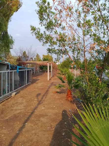 مزرعة للبيع مساحة ٢ دونم طابو السند ٢٥ تحويل شرط في كركوك ليلان مقابل جامع محمدي وعلى شارع رئيسي بيت بيت كامل موثث غرفتين نوم واستقبال وصحيات ومسبح كبير وحديقة مرتبه ومكان لتربيه طيور وبيها نافورات والأشجار مثمره متنوعه من تين وزيتون ومشمش وحمضيات وتفاح وعنب وغيرها من الاشجار ومزرعة قريبه من خدمات مدارس وغيرها سعره ١١٥ مليون للمزيد من المعلومات اتصال على رقم مبايل ***********
