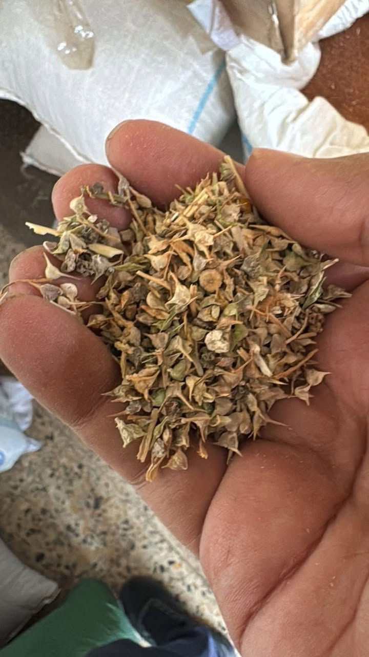 بذور …
متوفر جملة ومفرد


**إذا كنت صاحب هذا الإعلان وتريد حذفه لأي سبب، رجاءا أرسل رسالة إلى الدعم الفني**