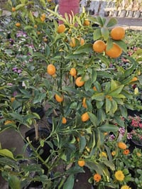 مشتل الزهرة البيضاء • اشجار مثمرة • ورود وثيل