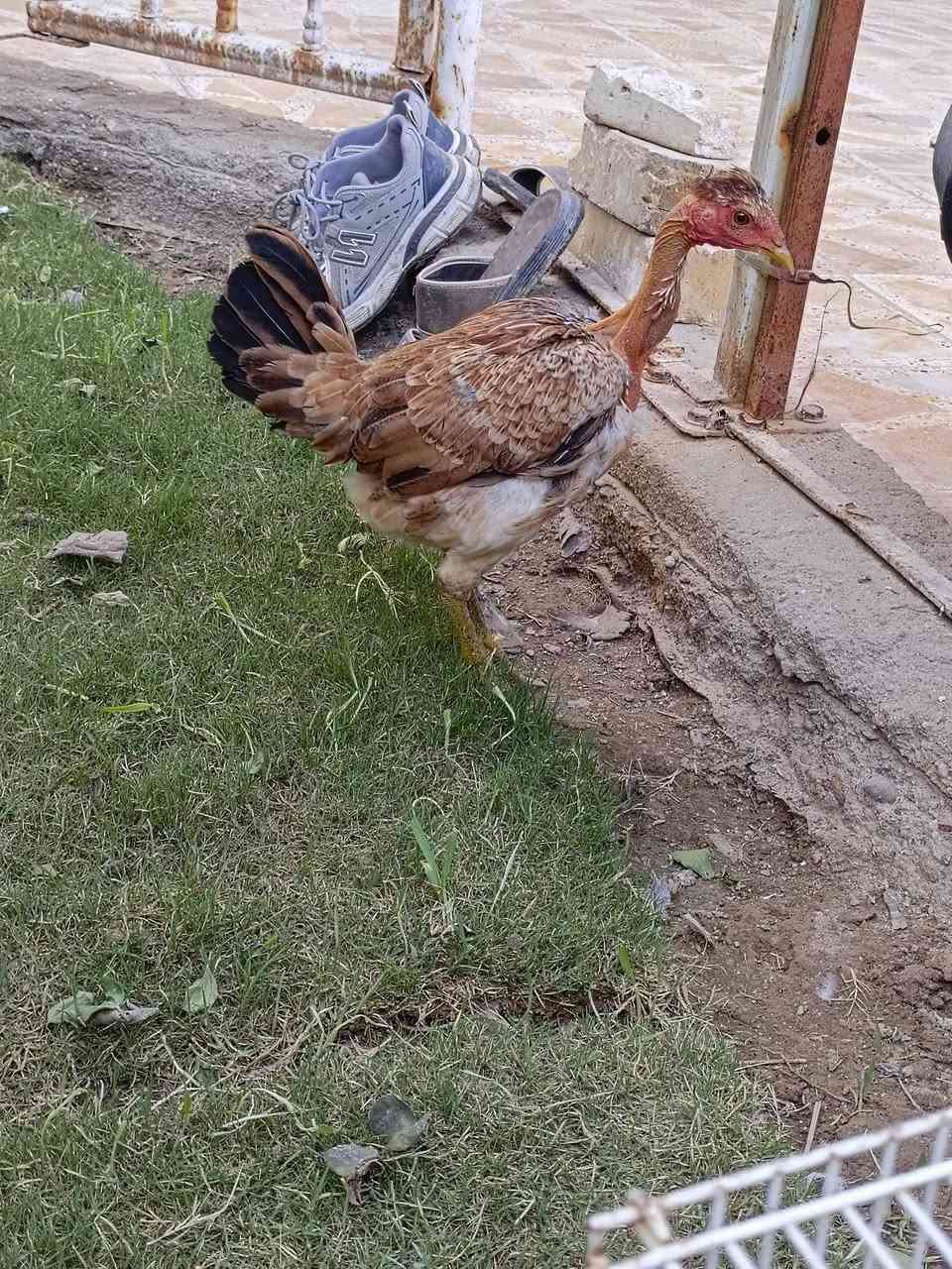 سلام عليكم دجاجه دندراويه  ام ركيبه عمر 6اشهر جاهزه للبياض حلوه كلش
صاحيه ونشطه 
مكاني العماره حي الحسين الجديد 
***********
