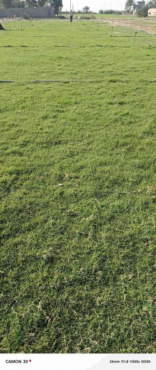 ثيل ديالى الطبيعي 🍀 متوفر كافة انواع الثيل
الثيل امريكي والهندي والايطالي والفرنسي
كادر متخصص :
لتجهيز... مشاتل🌴
والدوائر حكوميه🏦
منازل🏡 منتزهات🏄
موجود خدمة توصيل 🚕🚕 لكل محافظات العراق 
للطلب التواصل مع الصفحة او الاتصال على 
***********
***********
