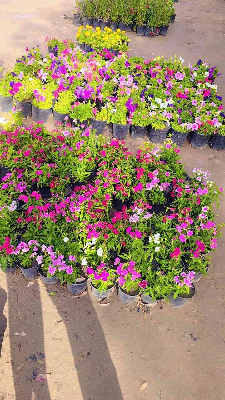 يا الله  اللهم صل على محمد وآل محمد
موسم خير انشاء الله يتوفر جميع انواع الورد الجوري

 العراقي السلطاني المحمدي الهولندي #ويوجد جميع انواع

 الحمضيات والنفضيات بأسعار مناسبه جداا

يوجود ثيل هندي درجه اولئ 

يوجود جميع انواع التين 

زورونا لتجدون الأفضل 🌷🌷


**إذا كنت صاحب هذا الإعلان وتريد حذفه لأي سبب، رجاءا أرسل رسالة إلى الدعم الفني**