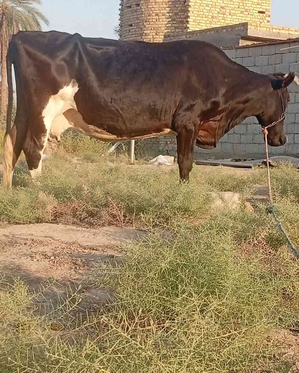 بسم الله الرحمن الرحيم
ربنا آتنا من لدنك رحمة وهيء لنا من امرنا رشدا 

صدق الله العلي العظيم 

بقره هوشتاين خشنه عشار ٨ اشهر وتحلب ٣٠ كيلو عند الولاده ماعون وشطر خباب متعهده للولاده وبعد الولاده بكافه شروط الجني بابل ناحيه الشوملي للاتصال *********** واتساب *********** يوجد توصيل لبعض المحافظات وحسب الاتفاق
