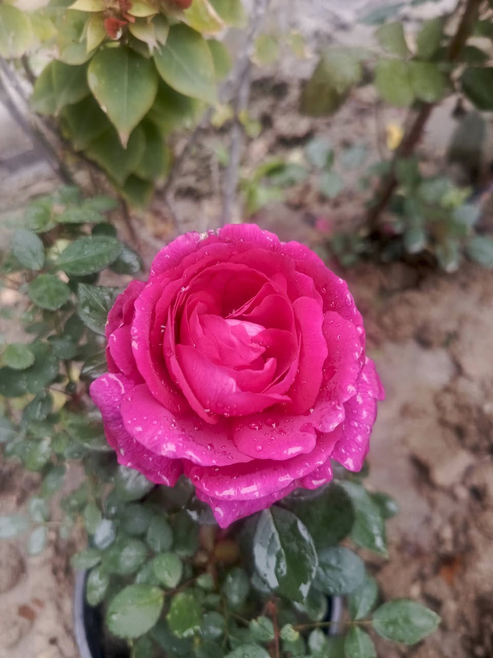 الجوري العراقي العطري يتميز بعطر قوي 
للحجز والطلب يرجى المراسلة 
توصيل فقط المسيب____ كربلاء __حله___بغداد


**إذا كنت صاحب هذا الإعلان وتريد حذفه لأي سبب، رجاءا أرسل رسالة إلى الدعم الفني**