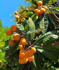 متابعينا 🤍. توفرت وجبة جديدة من شتلات شجرة لنك الدنيا   🌱لنك الدنيا مط...