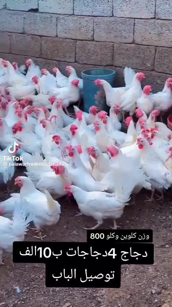 سلام عليكم دجاج البيع مناسب 4ب10 الف جمله يختلف السعر بكاني ديالى هبهب توصيل عنتي علا هاث الرقم ***********
