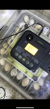 ٤٨ بيضة • فول اوتماتيك • بطارية وكهرباء