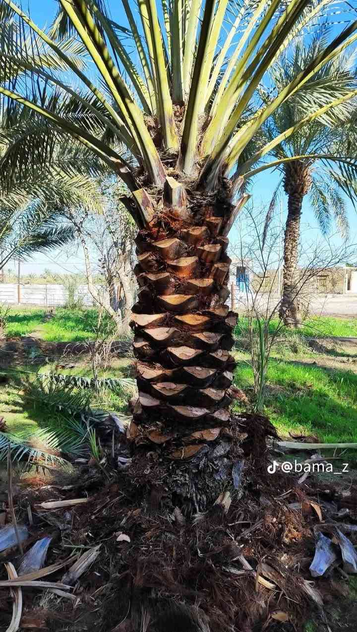 توفر عندنا تنشيط نخل السعر 5000


**إذا كنت صاحب هذا الإعلان وتريد حذفه لأي سبب، رجاءا أرسل رسالة إلى الدعم الفني**