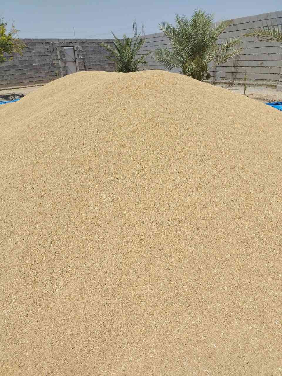 موجود بذور حنطه البه ايطالي بنت المغلف استفسار على رقم تالي ***********
