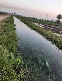١٠ دوانم • قرب جسر المصابيح • نخل بستان